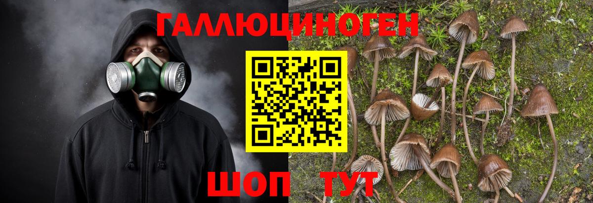 Псилоцибиновые грибы Cubensis Зеленодольск